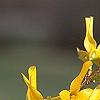 Forsythia 'Golden Times', flowers