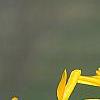 Forsythia 'Golden Times', flowers