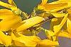 Forsythia 'Golden Times', flowers