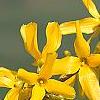 Forsythia 'Golden Times', flowers