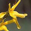 Forsythia 'Golden Times', flowers