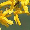 Forsythia 'Golden Times', flowers