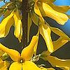 Forsythia 'Golden Times', flowers