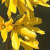 Forsythia 'Golden Times', flowers