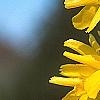 Forsythia 'Golden Times', flowers
