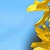 Forsythia 'Golden Times', flowers