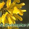 Forsythia 'Golden Times', flowers