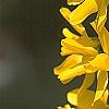 Forsythia 'Golden Times', flowers