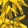 Forsythia 'Golden Times', flowers