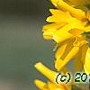 Forsythia 'Golden Times', flowers