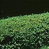 Forsythia x 'Courtasol', habit