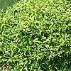 Forsythia x 'Courtasol', habit
