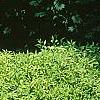 Forsythia x 'Courtasol', habit