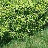 Forsythia x 'Courtasol', habit