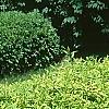 Forsythia x 'Courtasol', habit