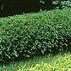 Forsythia x 'Courtasol', habit