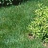 Forsythia x 'Courtasol', habit