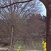 Forsythia x 'Courtasol', habit