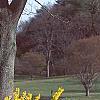Forsythia x 'Courtasol', habit