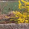 Forsythia x 'Courtasol', habit