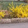 Forsythia x 'Courtasol', habit