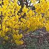 Forsythia 'Goldzauber', habit