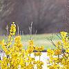 Forsythia 'Goldzauber', habit