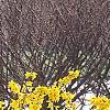 Forsythia 'Goldzauber', habit