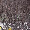 Forsythia 'Goldzauber', habit