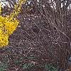Forsythia 'Goldzauber', habit
