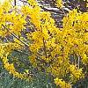 Forsythia 'Goldzauber', habit