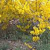 Forsythia 'Goldzauber', habit