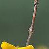 Forsythia 'Goldzauber', flowers