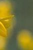 Forsythia 'Goldzauber', flowers