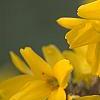 Forsythia 'Goldzauber', flowers
