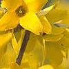 Forsythia 'Goldzauber', flowers