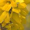 Forsythia 'Goldzauber', flowers