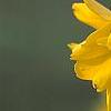 Forsythia 'Goldzauber', flowers
