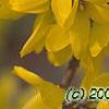Forsythia 'Goldzauber', flowers