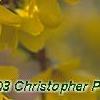 Forsythia 'Goldzauber', flowers