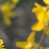 Forsythia 'Goldzauber', flowers
