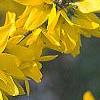 Forsythia 'Goldzauber', flowers