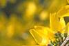 Forsythia 'Goldzauber', flowers