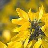 Forsythia 'Goldzauber', flowers