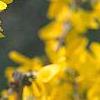 Forsythia 'Goldzauber', flowers