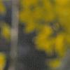 Forsythia 'Goldzauber', flowers