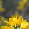 Forsythia 'Goldzauber', flowers