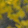 Forsythia 'Goldzauber', flowers