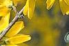 Forsythia 'Goldzauber', flowers