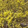 Forsythia x intermedia, habit